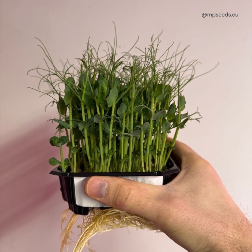 pisello_frilly_2.4_microgreens.jpg