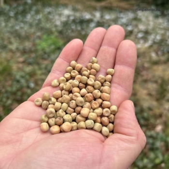 pisello_frilly_2.4_micogreens_seeds.jpg