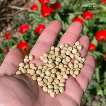 Semi di pisello bianco per microgreens