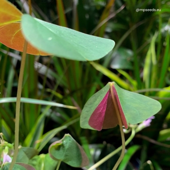 oxalis sanne leaves.jpg