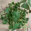 oxalis sanne.jpg