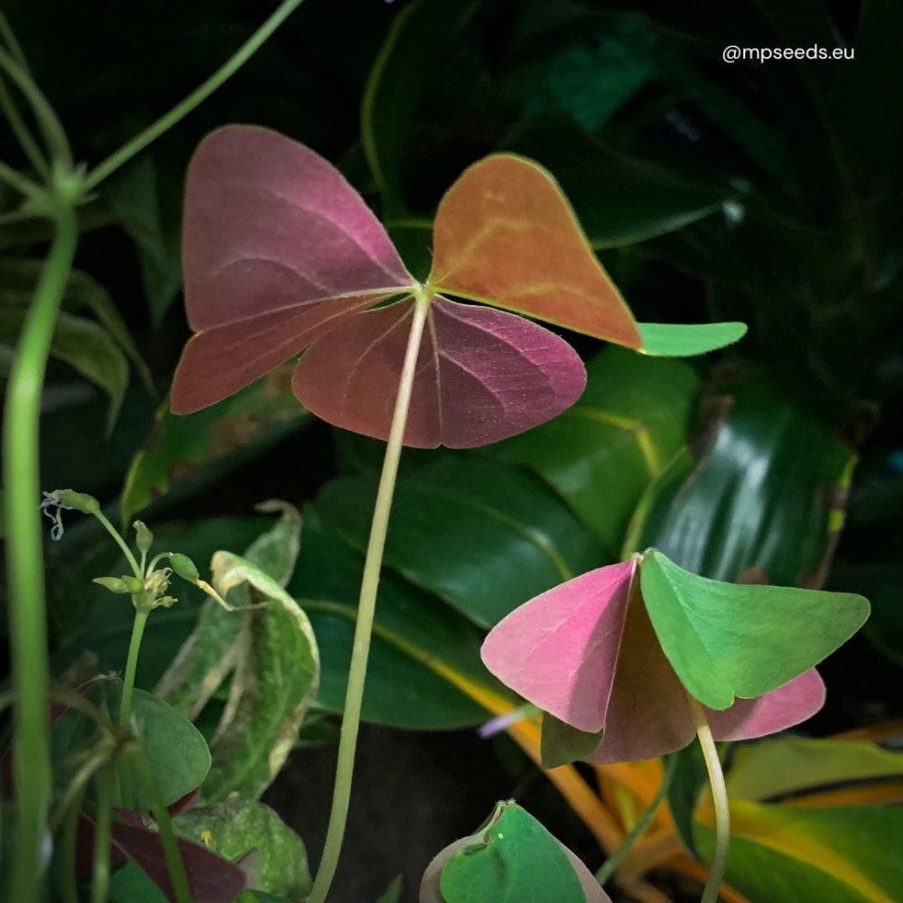 oxalis triangularis sanne leaves.jpg