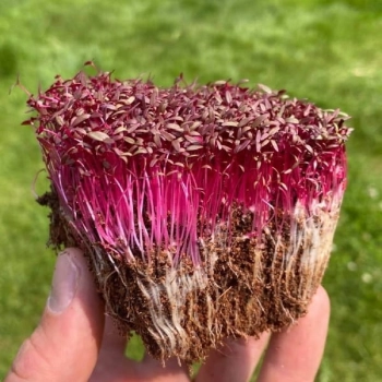 microgreens di amaranto rosso con radici