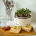 growing-pot-breakfast