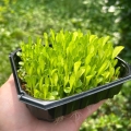 chicory microgreens