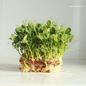 Pisello ”Bianco” - semi microgreens