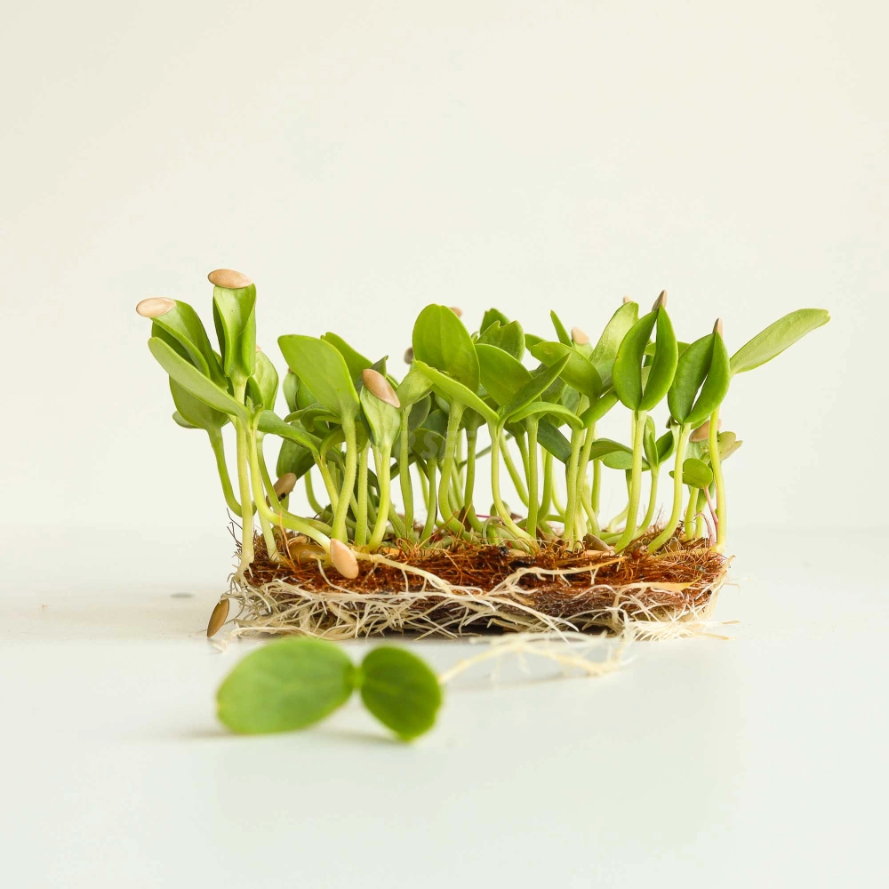 Melon Seeds for Growing Microgreens-1.jpg