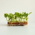 Melon Seeds for Growing Microgreens-2.jpg
