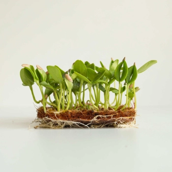 Melon Seeds for Growing Microgreens-2.jpg