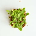 Melon Seeds for Growing Microgreens-3.jpg