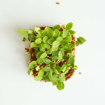 Melon Seeds for Growing Microgreens-3.jpg