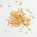 Melon Seeds for Growing Microgreens-4.jpg