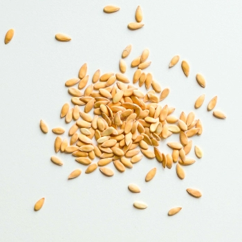 Melon Seeds for Growing Microgreens-4.jpg