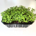 colza microgreens
