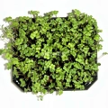 colza microgreens zoom