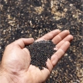 colza semi di microgreens