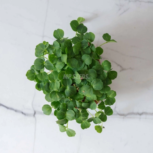 hibiscus-microgreens-seeds-webp