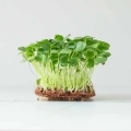 hibiscus-microgreens-seeds-webp
