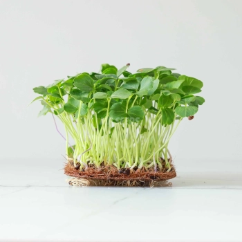 hibiscus-microgreens-seeds-webp