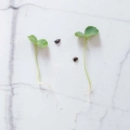 hibiscus-microgreens-seeds-webp