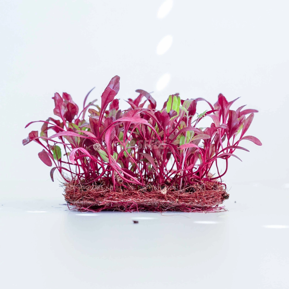 beet-bulls-blood-semi-red.webp