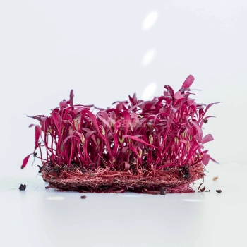 beet-bulls-blood-full-red.webp