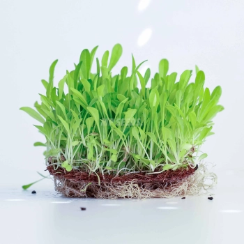 chicory-endive.webp