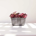 low-growing-pot-for-growing-microgreens.webp