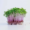rape-microgreens-seeds.webp