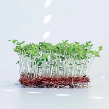 shungiku-microgreens-seeds.webp