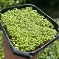 thyme-microgreens.webp