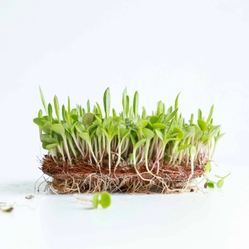 Echinacea Microgreens Seeds.webp