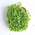 Echinacea Microgreens Seeds.webp