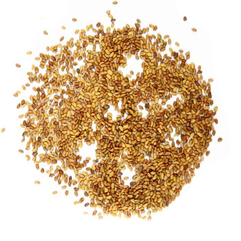 Erba Medica semi di germogli
