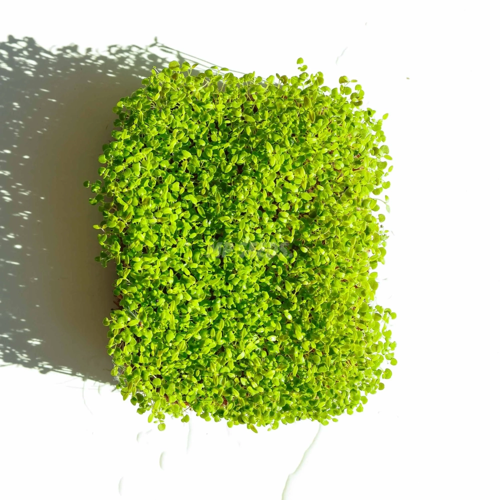 Thyme Microgreens Seeds  08 2025-2.webp