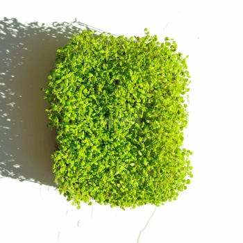 Thyme Microgreens Seeds  08 2025-2.webp