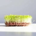 Thyme Microgreens Seeds  08 2025-1.webp