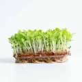 Salvia Sclarea, Semi per Microgreens