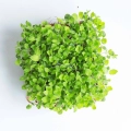 Salvia Sclarea, Semi per Microgreens