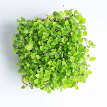 Salvia Sclarea, Semi per Microgreens