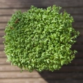 BIO Cress Microgreens Seeds