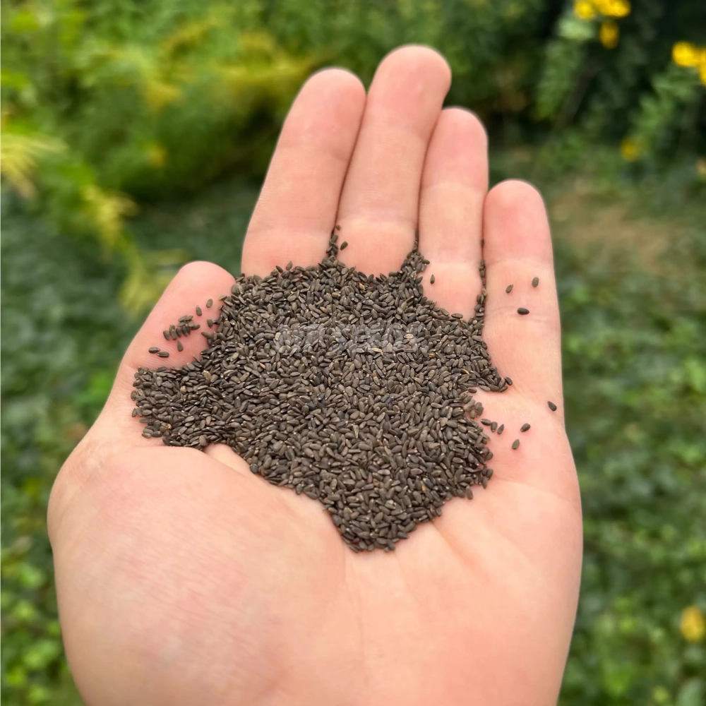 issopo-semi-di-microgreens