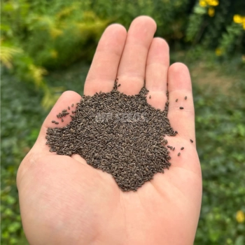 issopo-semi-di-microgreens