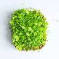 Tarassaco - Semi Microgreens