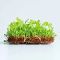 Tarassaco - Semi Microgreens