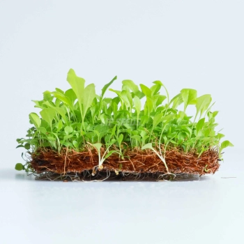 Tarassaco - Semi Microgreens