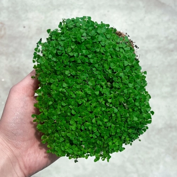 Vista dall'alto dei microgreens di basilico al limone coltivati da semi MP SEEDS.