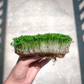 Microgreens di basilico al limone coltivati da semi MP SEEDS.