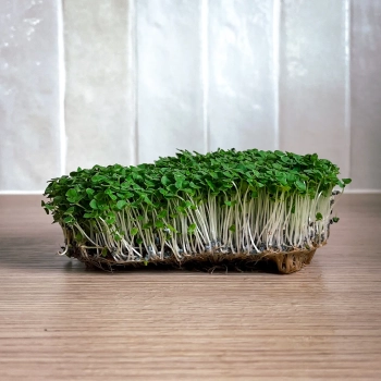 basil-lemon-microgreens-seeds