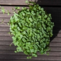 kale-red-russian-seeds-for-microgreens.webp